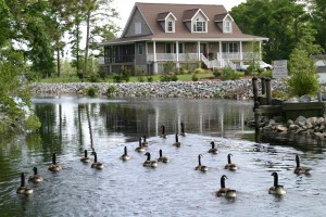 Scuppernon River Geese2